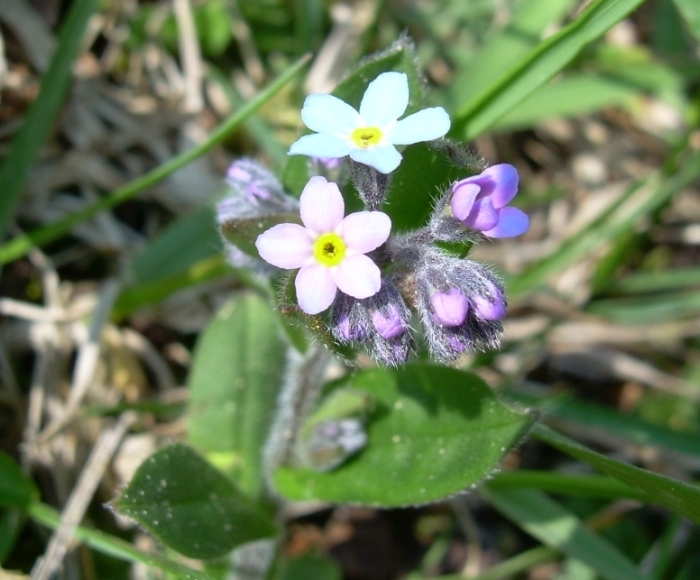 Da determinare - Myosotis sp.